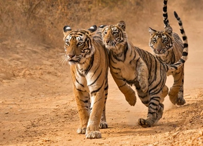 tigers in ranthambore